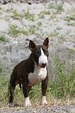 BULL TERRIER 027
